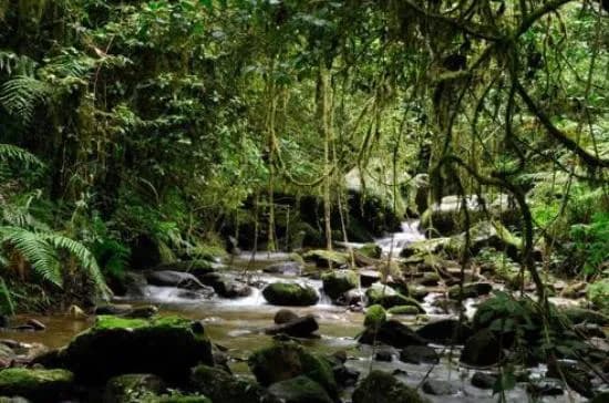 Gola Forest Wildlife Experience - Image 1