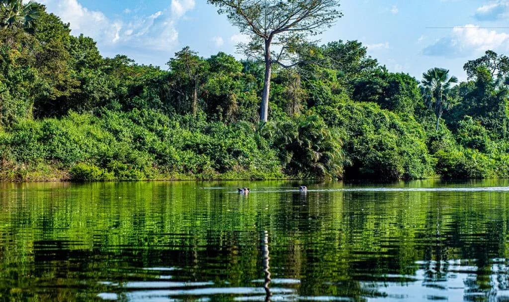 Gola Forest Wildlife Experience thumbnail 2