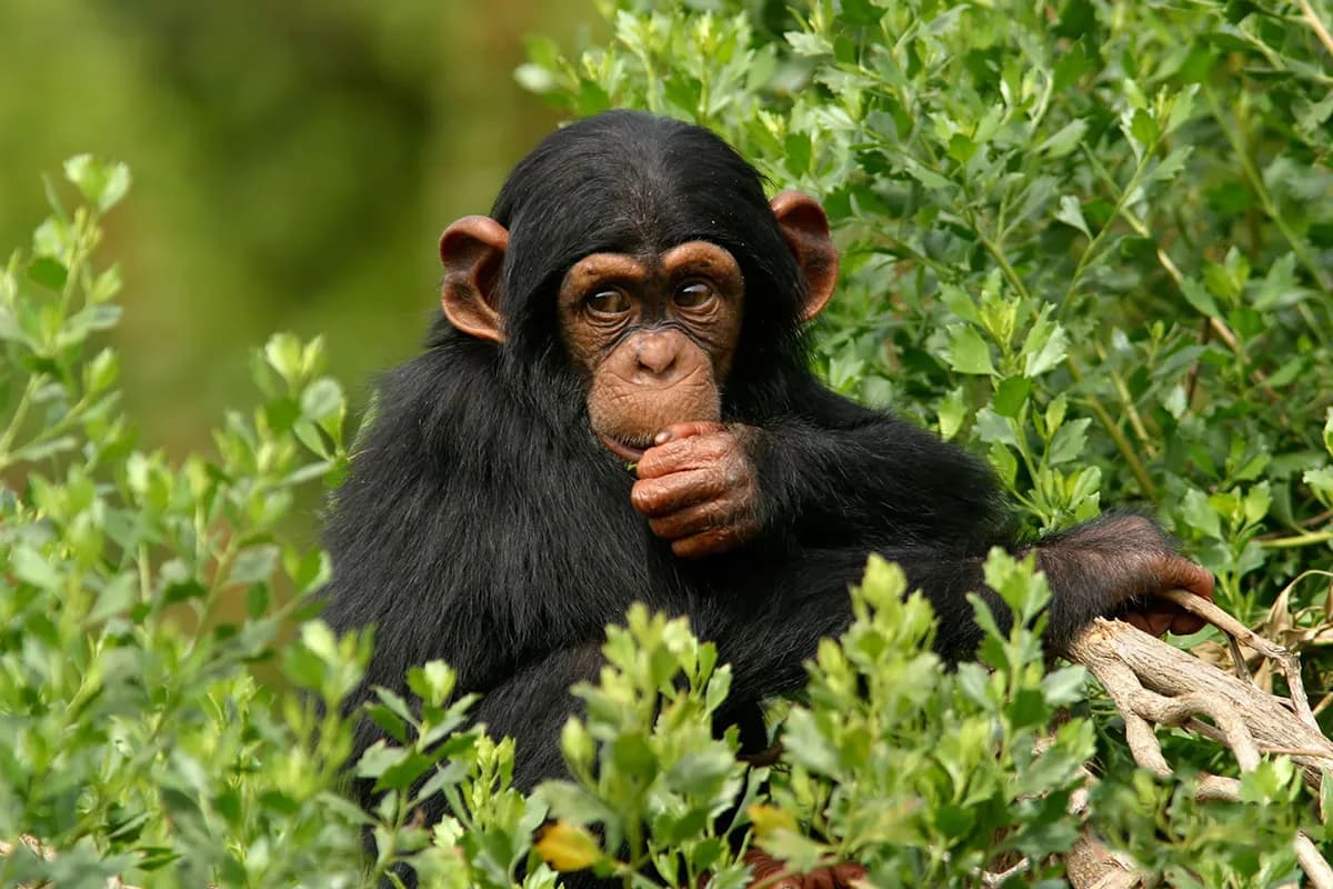 Tacugama Chimp Sanctuary thumbnail 2