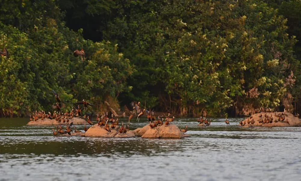 Tiwai Island Wildlife Sanctuary - Image 1